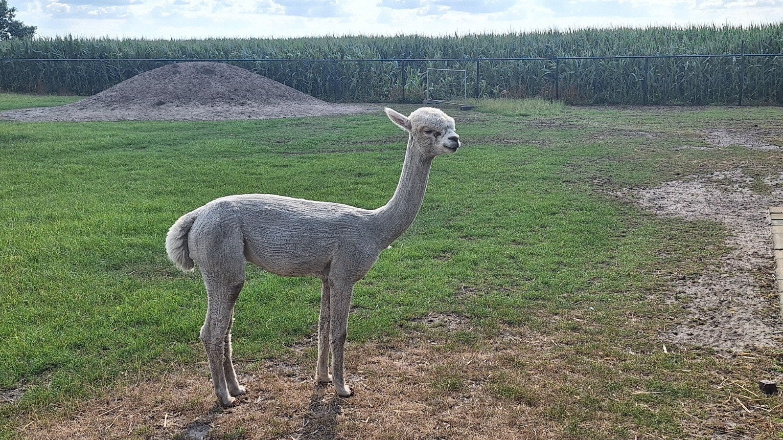 2 alpaca's te koop., Dieren en Toebehoren, Overige Dieren, Mei, Mannelijk