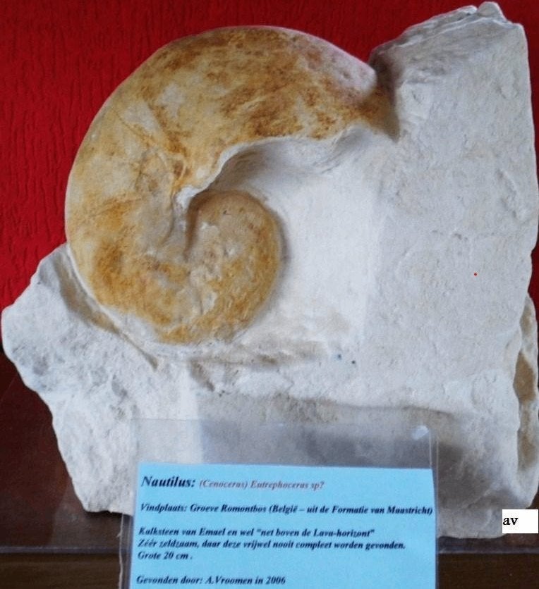 Nautilus Boven-Krijt (België), Ophalen of Verzenden, Fossiel