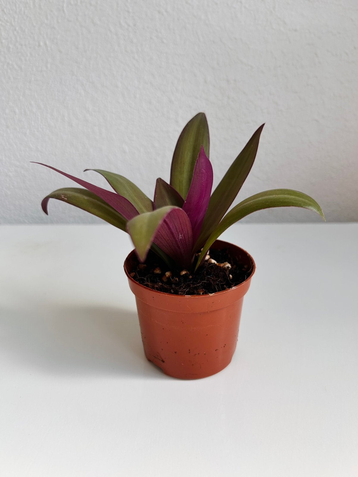 Tradescantia spathacea ‘Moses in the Cradle’, Ophalen, Halfschaduw, Minder dan 100 cm
