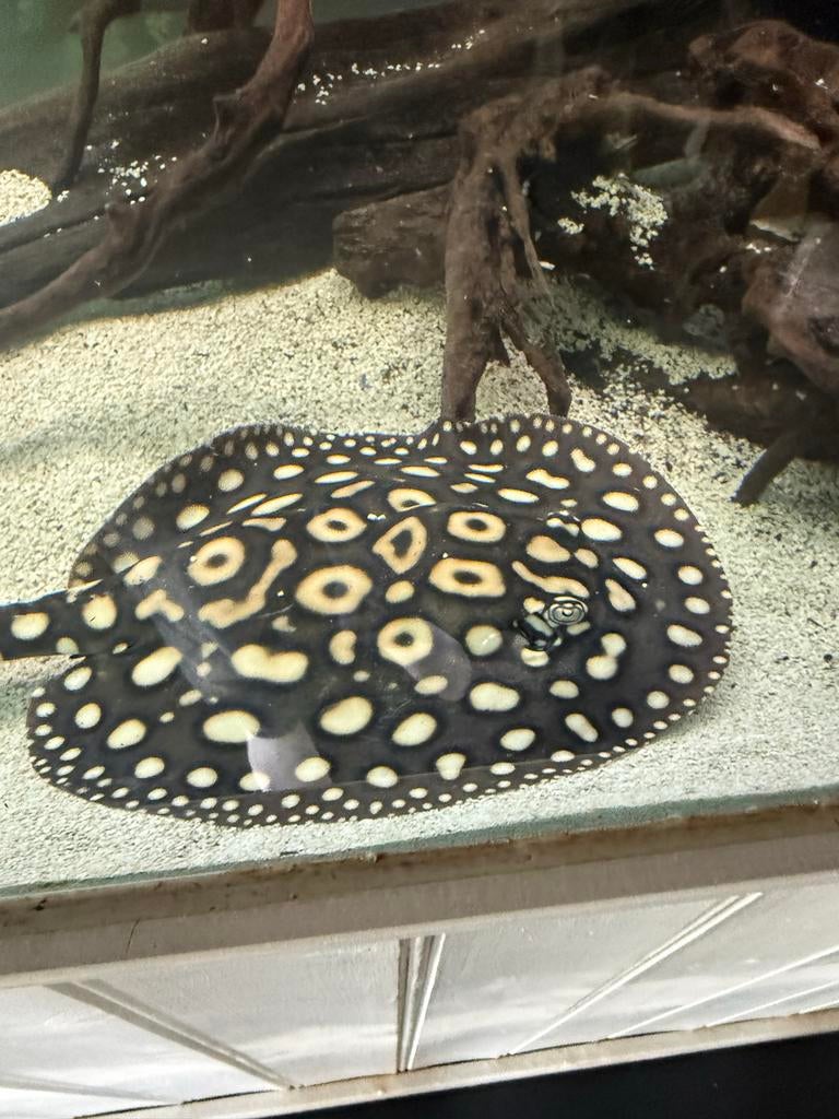 Black diamond rog potamotrygon, Dieren en Toebehoren, Vissen | Aquariumvissen, Vis