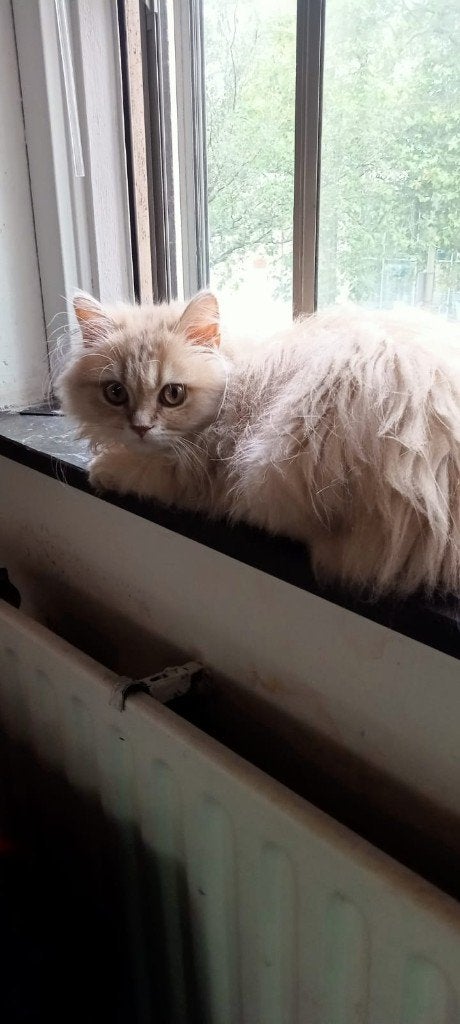 Kitten, Poes, 0 tot 2 jaar
