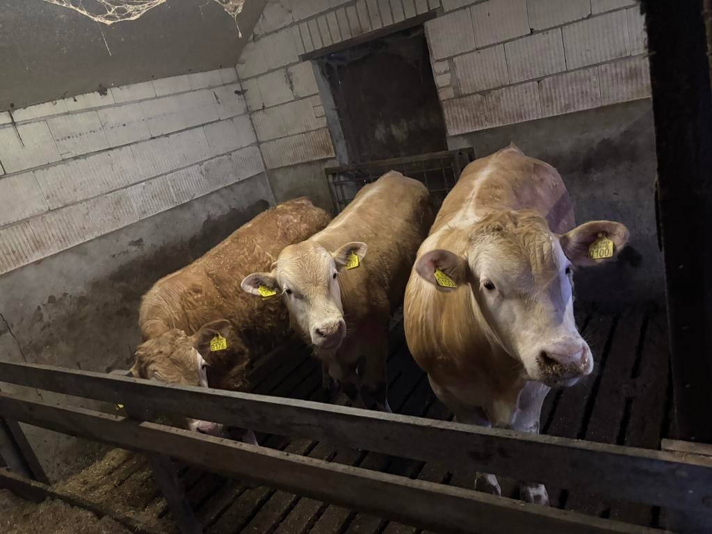 Te koop: 4 Blonde d’Aquitaine stieren (eigen fok, Dieren en Toebehoren, Mannelijk, 0 tot 2 jaar