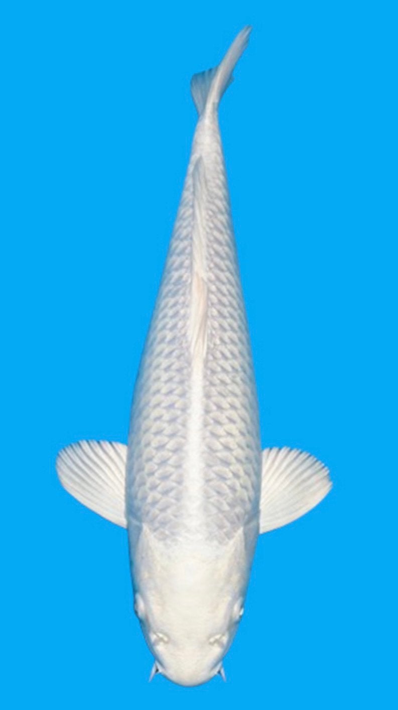 Japanse koi platinum ogon 20 cm, Karper of Koi