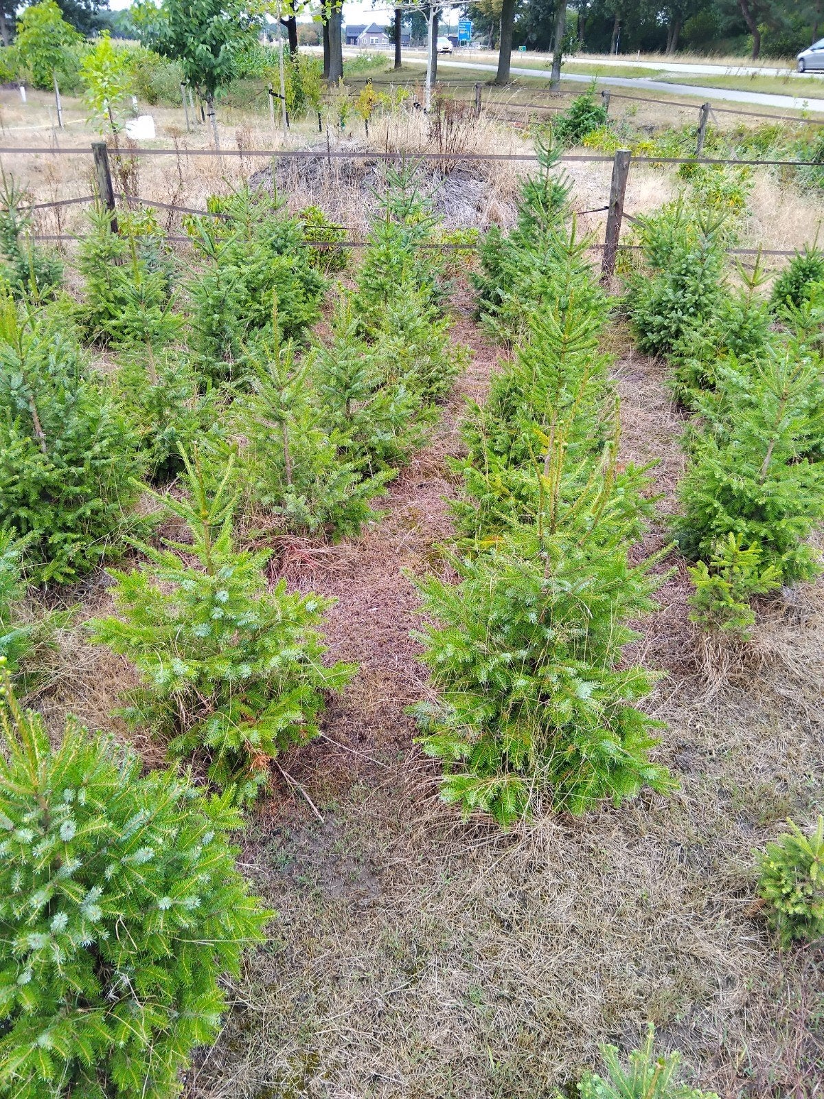 kerstbomen picea omorika en abies, Tuin en Terras, Ophalen, Minder dan 100 cm
