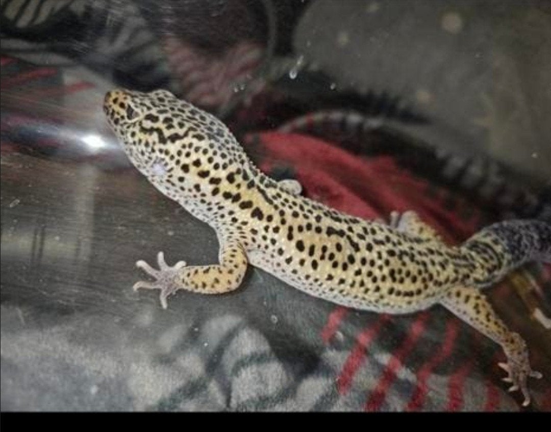 Volwassen Luipaardgekko Leopard Gecko - male for sale from michael