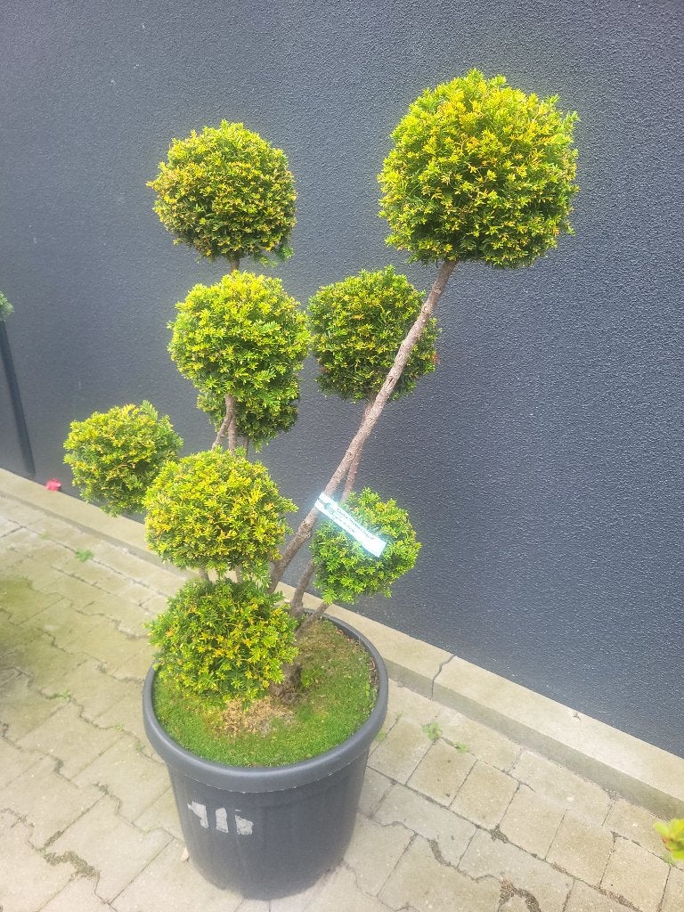 Taxus b."hopken"s Gigant Bonsai, Tuin en Terras, In pot, Bloeit niet, Halfschaduw, 100 tot 250 cm