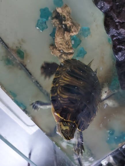 Waterschildpad Turtle photo 7