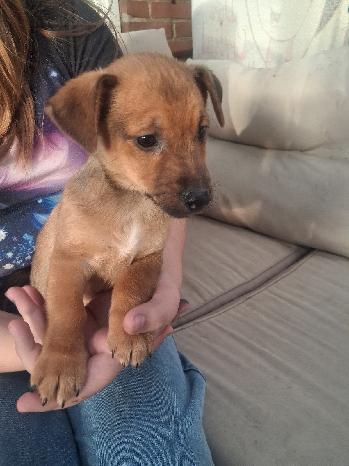 Jack russel pup te koop, Dieren en Toebehoren, Jack Russell Terriër, 8 tot 15 weken, Meerdere, Meerdere dieren