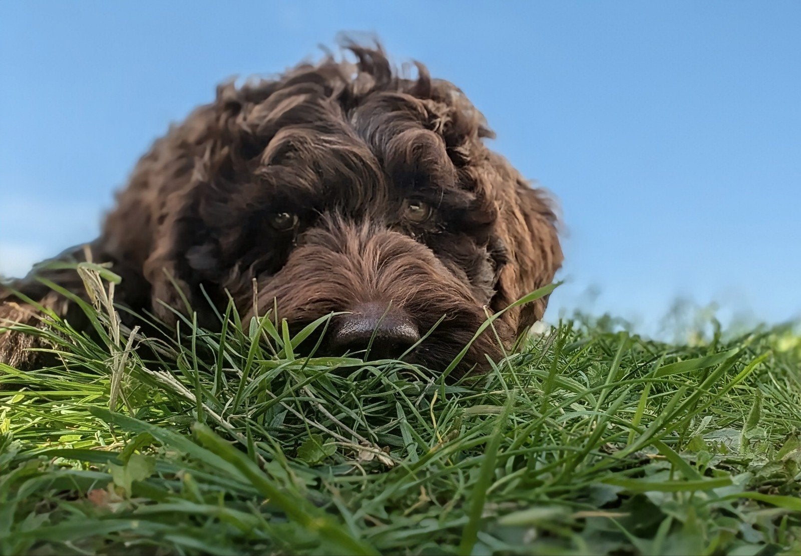 3 knappe boys labradoodlepups, Overige rassen, 8 tot 15 weken, Meerdere, Meerdere dieren