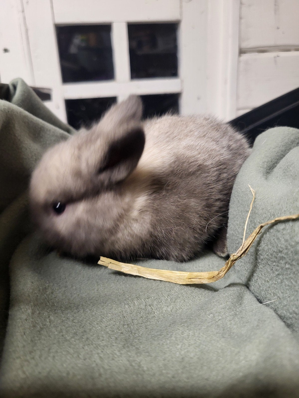3 Mooie raszuivere NHD konijntjes 🐰🐰🐰, Meerdere dieren, Dwerg, Hangoor, 0 tot 2 jaar