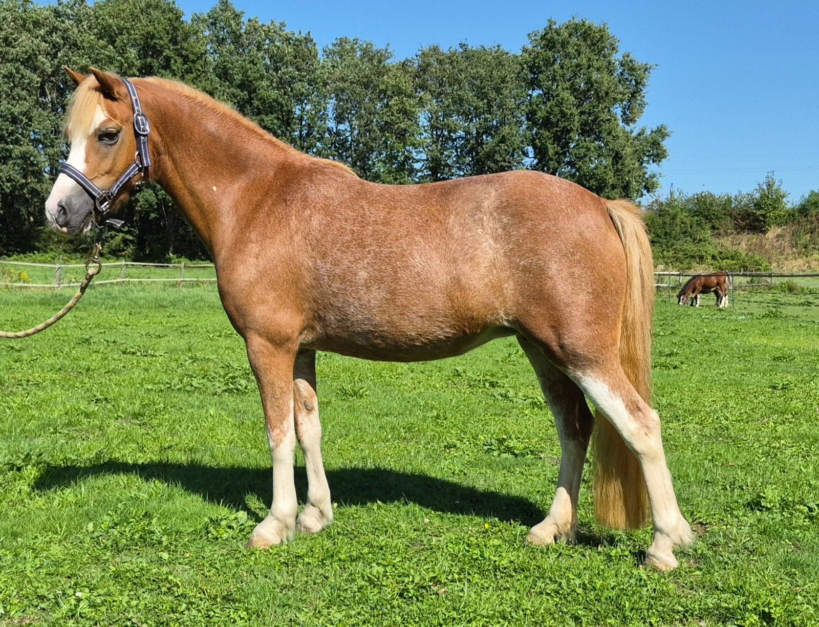 Knappe Welsh merrie sectie a, Merrie