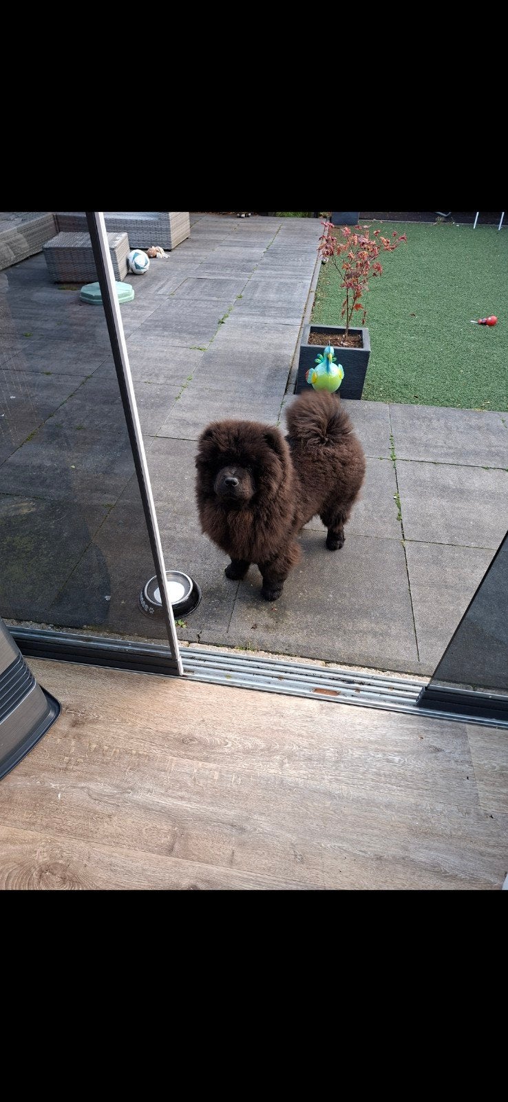 Te koop lieve chow chow, 15 weken tot 1 jaar, Reu, Eén hond, Nederland
