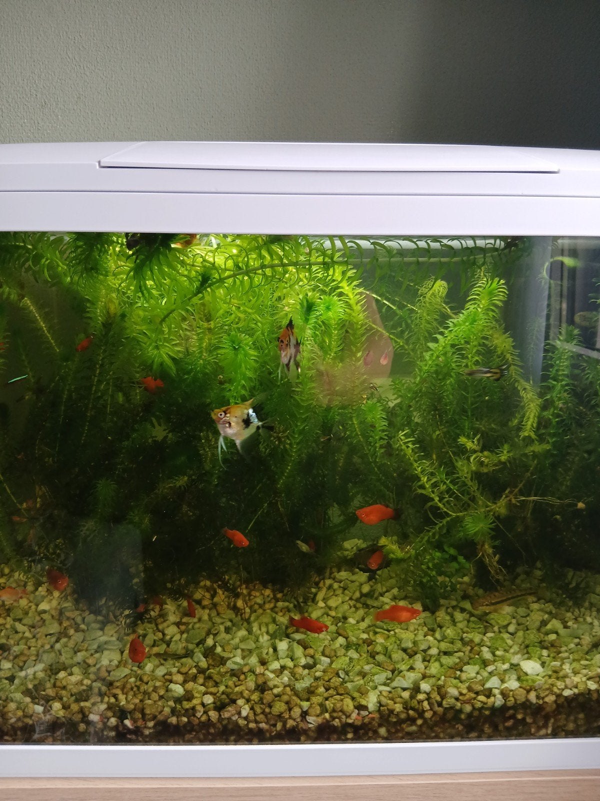 Aquariumvissen, Dieren en Toebehoren, Vissen | Aquariumvissen, Vis