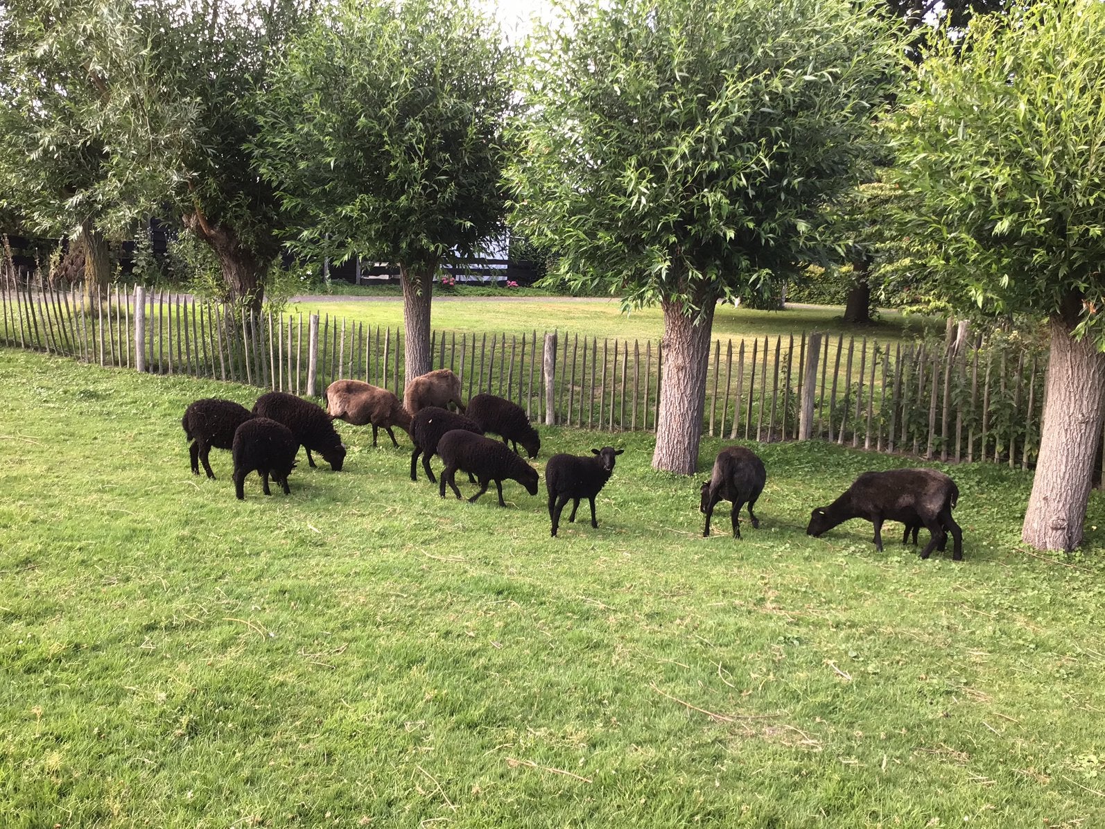 Stamboek Skudde ooien, Dieren en Toebehoren, Schapen, Geiten en Varkens, Vrouwelijk, Schaap
