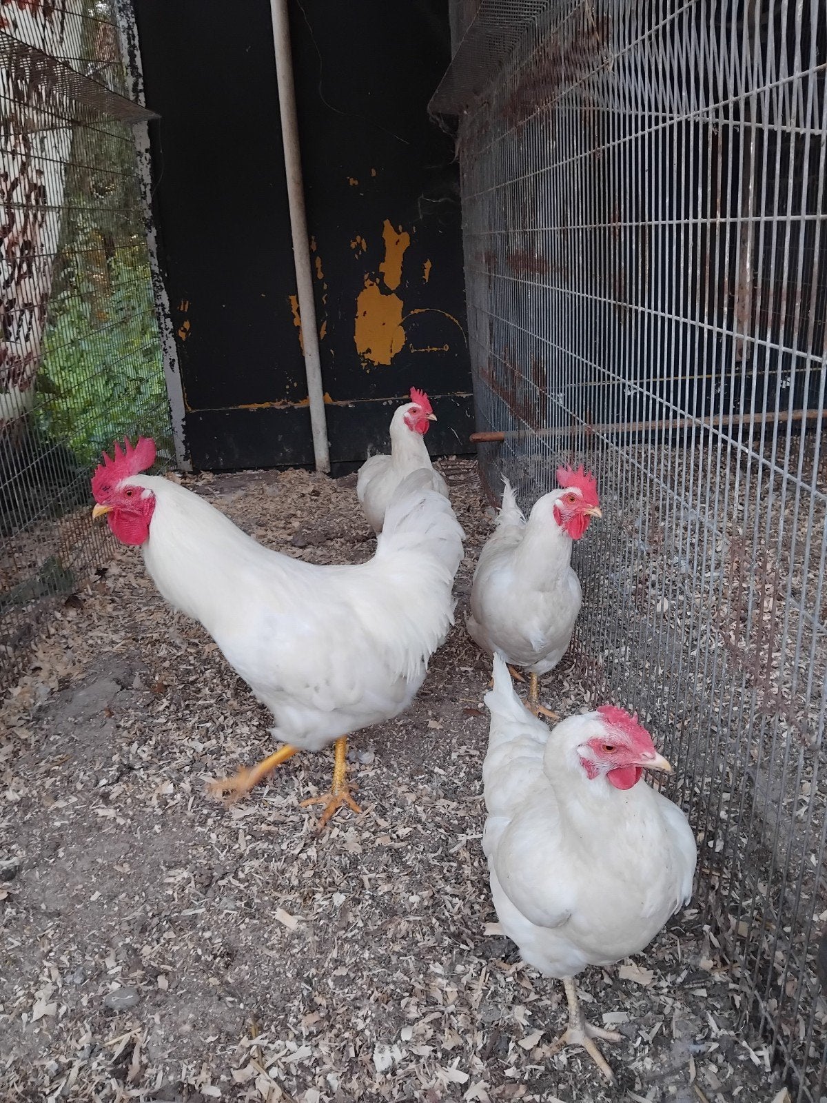 3 witte leghorn met haan, Mannelijk, Kip