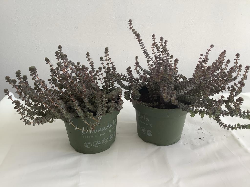 Crassula rupestris (Hottentot): Unieke vetplant, Ophalen