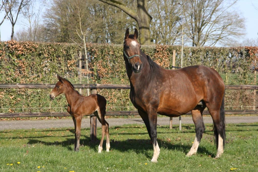 Elsalvador X Calvados merrie te koop, Merrie, Springpaard, Zadelmak, 11 jaar of ouder