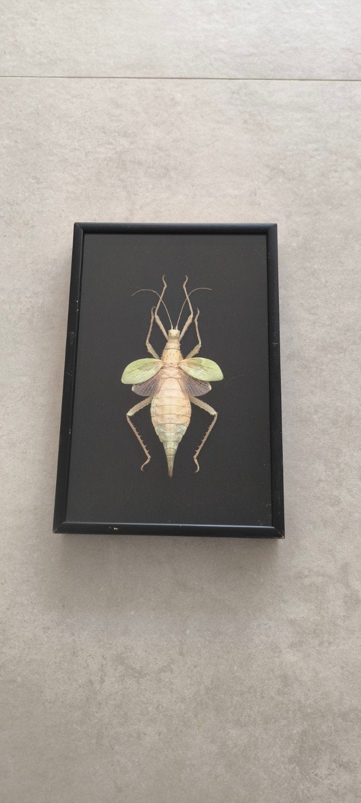 Bijzondere ingelijste tropische sprinkhaan - 20x10cm, Ophalen, Opgezet dier