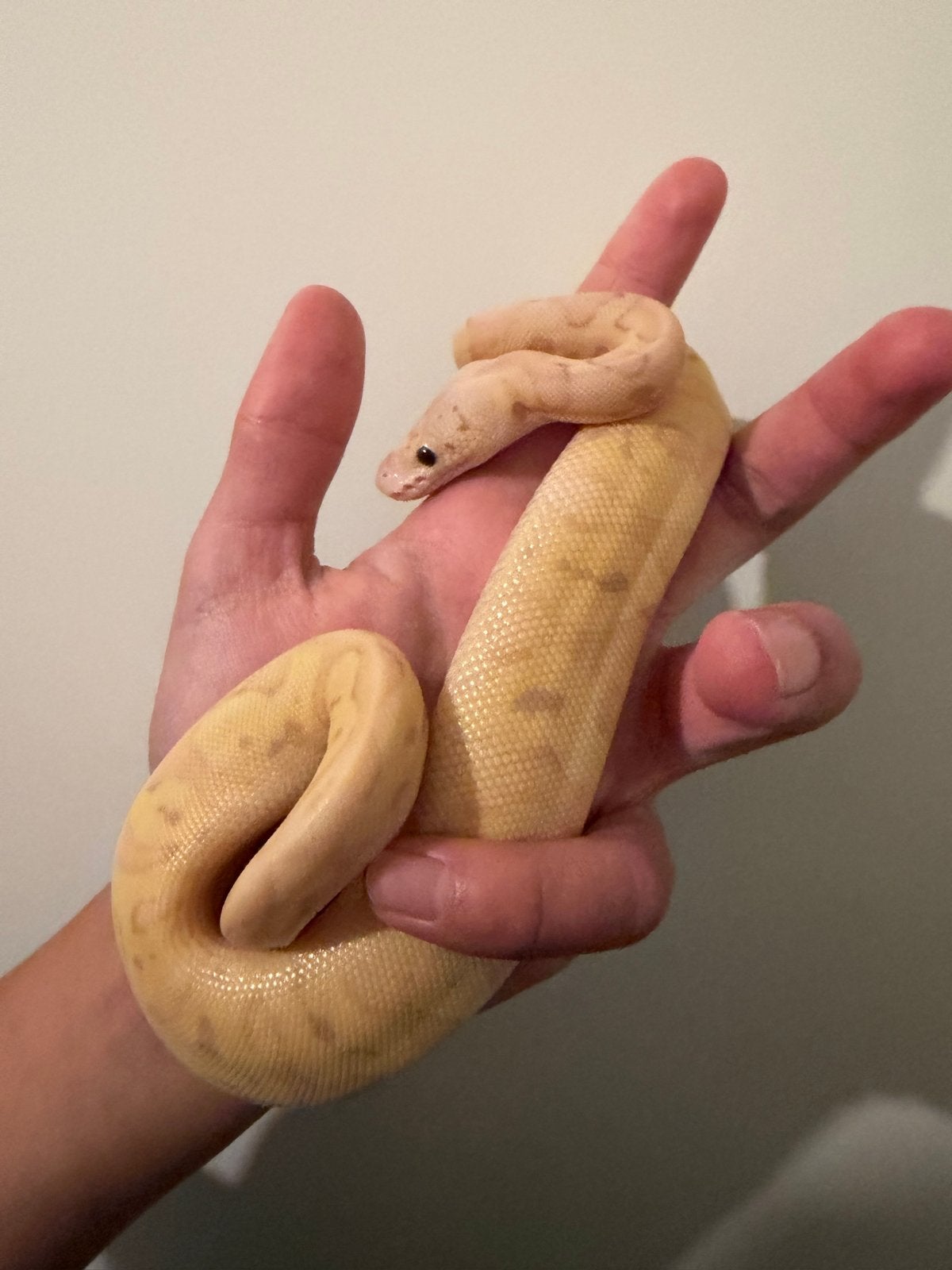 0.1 Ballpython / Regius