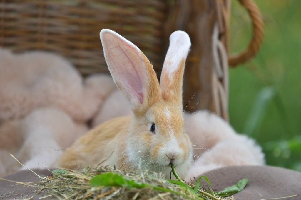 Echte Duitse Reuzen - konijn, Meerdere dieren, Groot, 0 tot 2 jaar