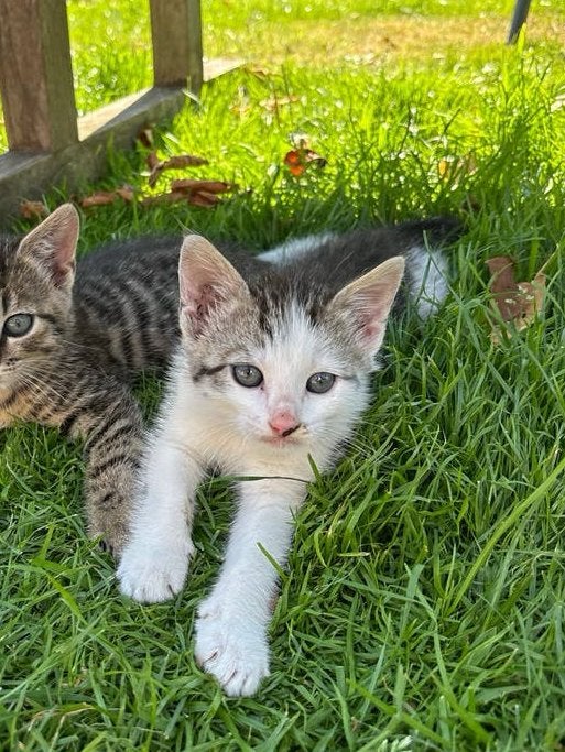 kitten, Dieren en Toebehoren, Katten en Kittens | Overige Katten, Meerdere dieren, 0 tot 2 jaar