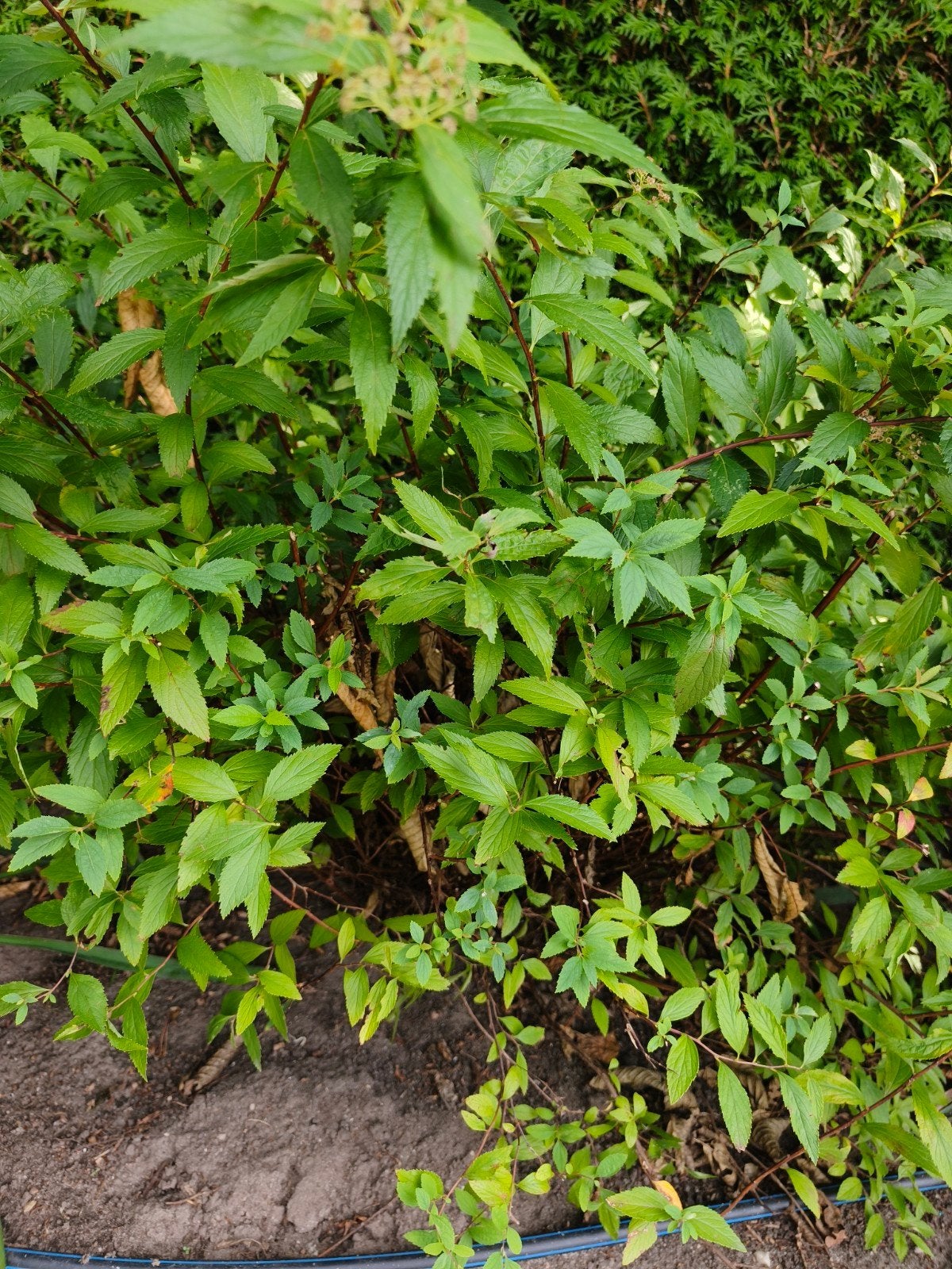2x Spirea struik, Tuin en Terras, Planten | Tuinplanten, Volle zon, Vaste plant, Zomer, Ophalen
