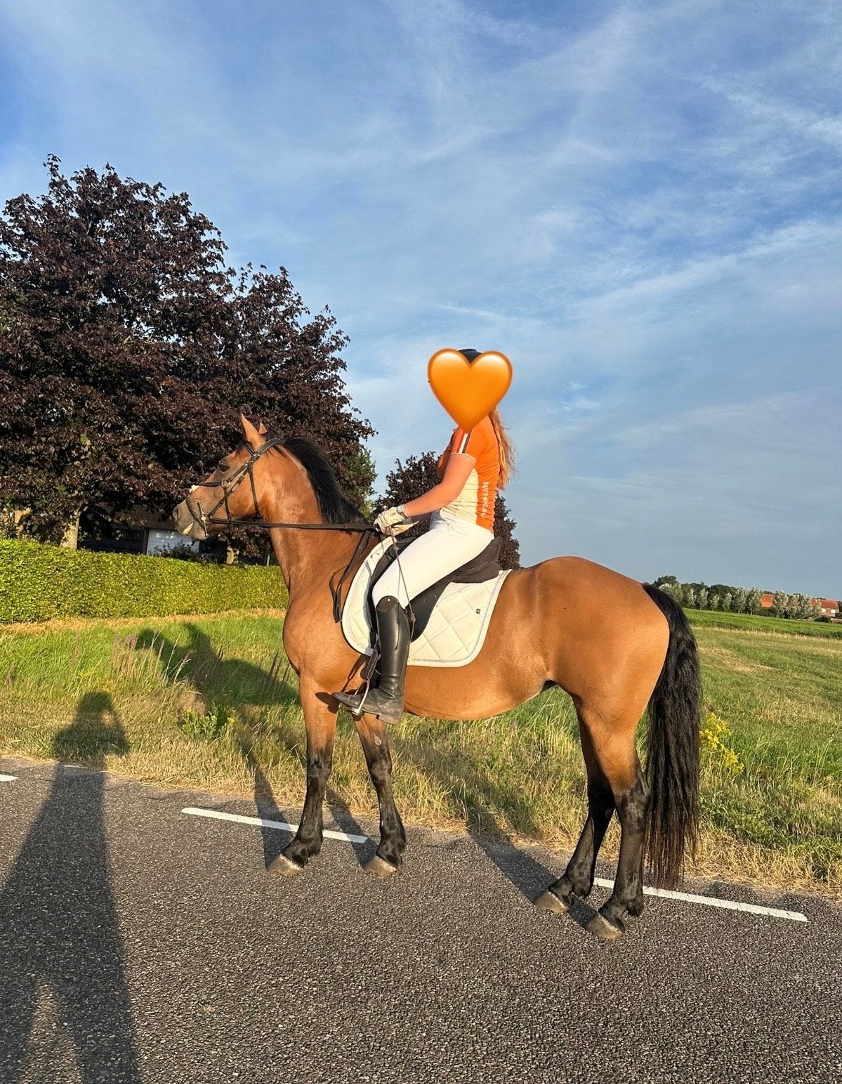 Super leuke recreatie pony!!, B, 11 jaar of ouder, Recreatiepony, D pony (1.37m tot 1.48m)