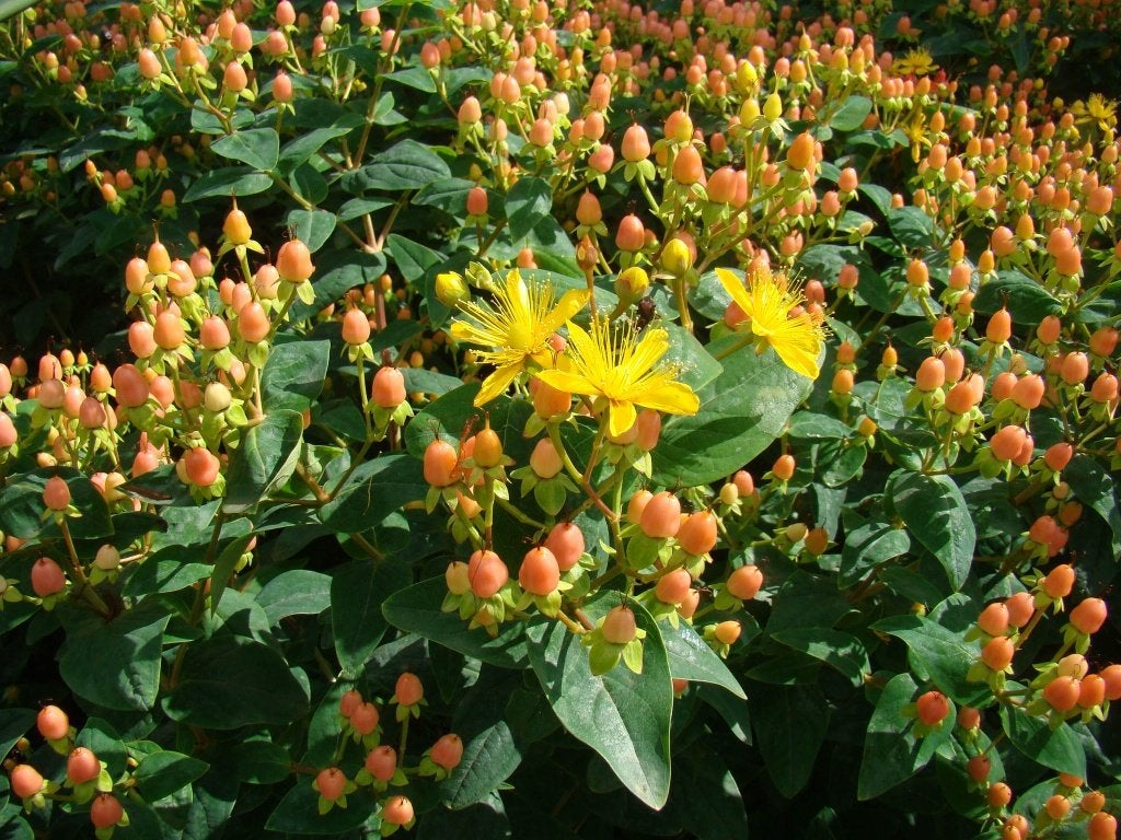 Vaste plant : Hertshooi,  2 euro, Volle zon, Vaste plant, Zomer, Ophalen