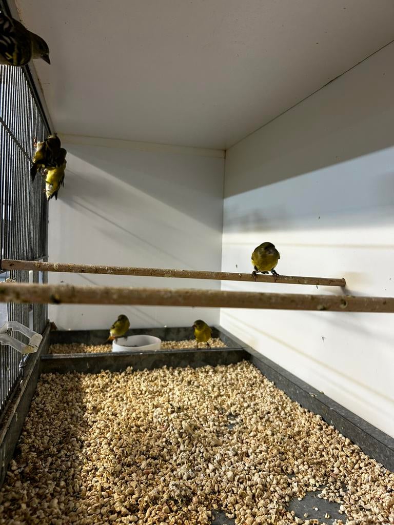 5x zwartkop sijs/ magelaansijs  poppen, Dieren en Toebehoren, Vrouwelijk, Tropenvogel, Geringd