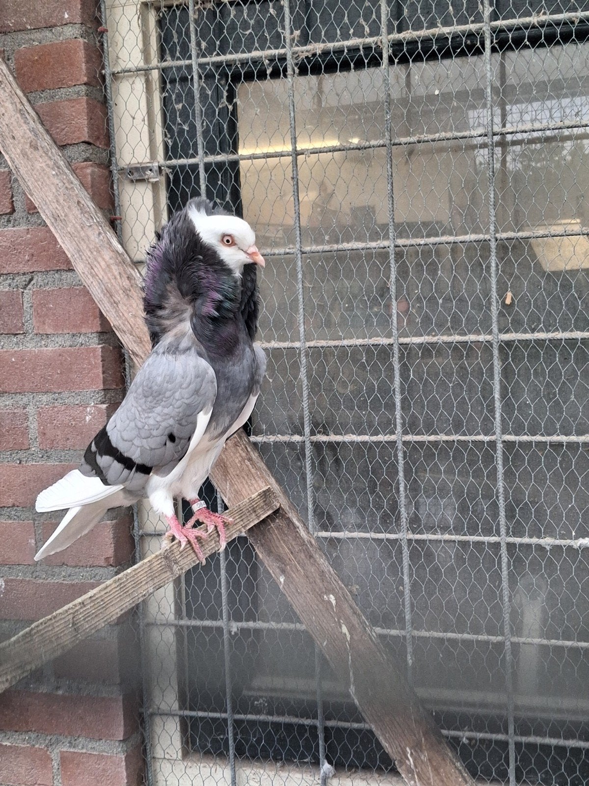 Koppel oud Hollandse kapucijners, Meerdere dieren, Overige soorten