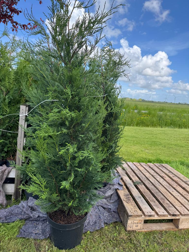 Leylandii Cipres 2001 - 140 cm hoog in 10L pot, Volle zon, Vaste plant, Bloeit niet, Ophalen