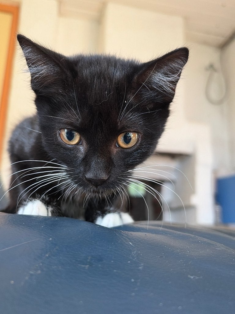 Nog 1 superlief poesje van 4 maanden te koop, Dieren en Toebehoren, Katten en Kittens | Overige Katten, Poes, Kortharig, 0 tot 2 jaar