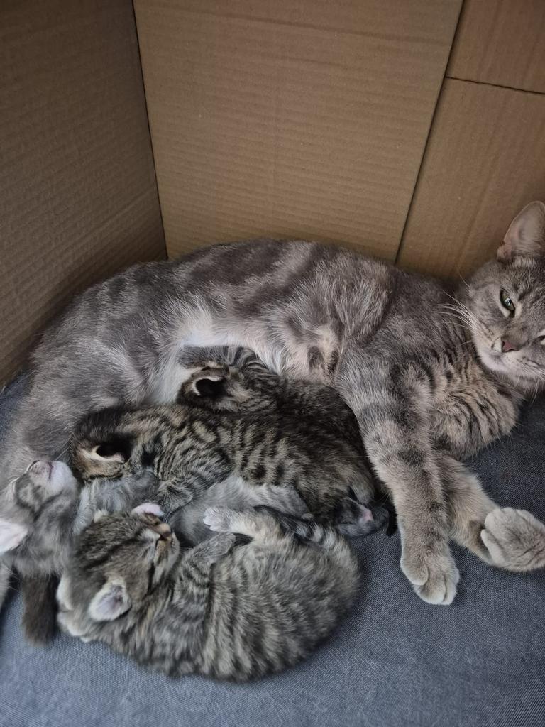 Prachtige cyperse kittens, Meerdere dieren, Kortharig, 0 tot 2 jaar