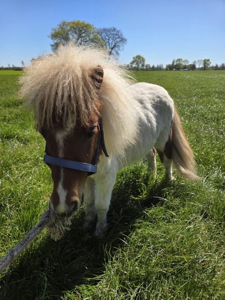 Shetlander hengst, Hengst