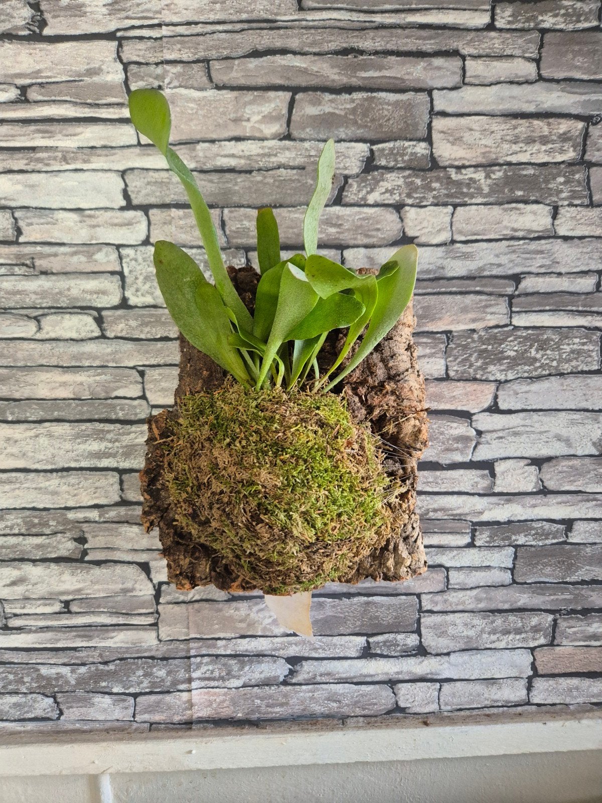 Hertshoorn op kurk, Overige soorten, Minder dan 100 cm, Groene kamerplant, Halfschaduw