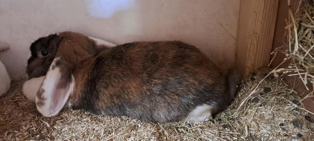 Nederlandse hangoor konijn vouwtje, Dieren en Toebehoren, Konijnen, Vrouwelijk, Dwerg, Hangoor