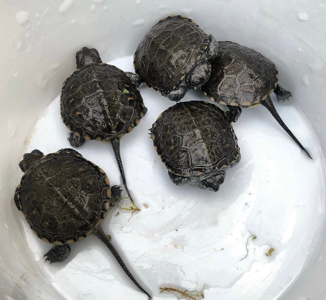 Europese moerasschildpad - Emys orbicularis, Schildpad, 0 tot 2 jaar