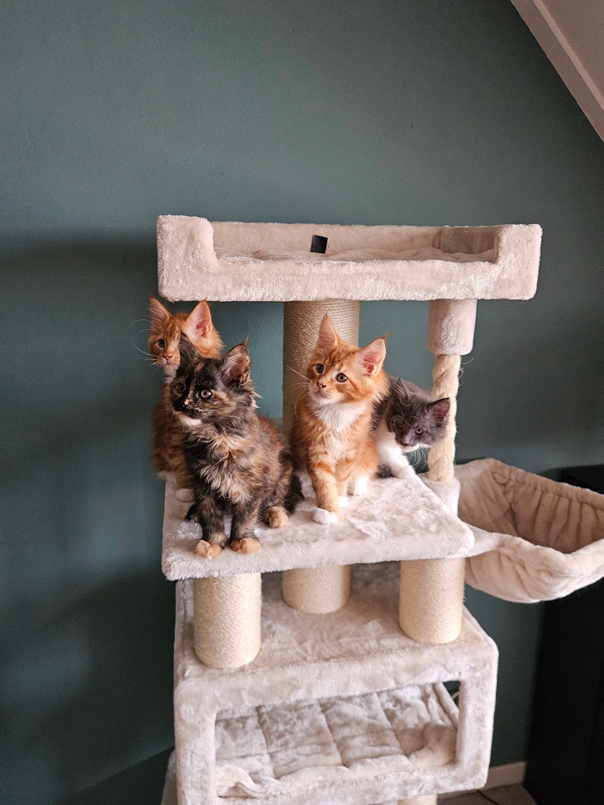 Maine Coon poesjes met stamboom zoeken een liefdevol thuis ., Dieren en Toebehoren, Meerdere dieren, Met stamboom, 0 tot 2 jaar
