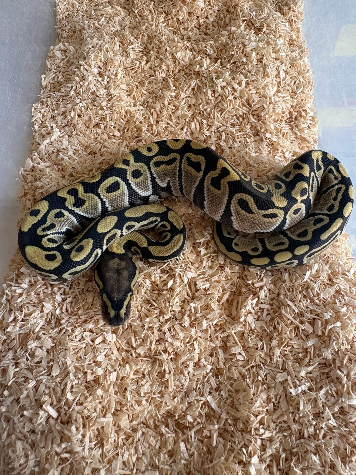Desert Ghost vrouwtje koningspython ballpythons Ball Python photo 2
