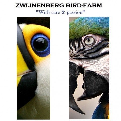 Te koop gevraagd: Buffon ara's, Meerdere dieren, Papegaai, Geringd