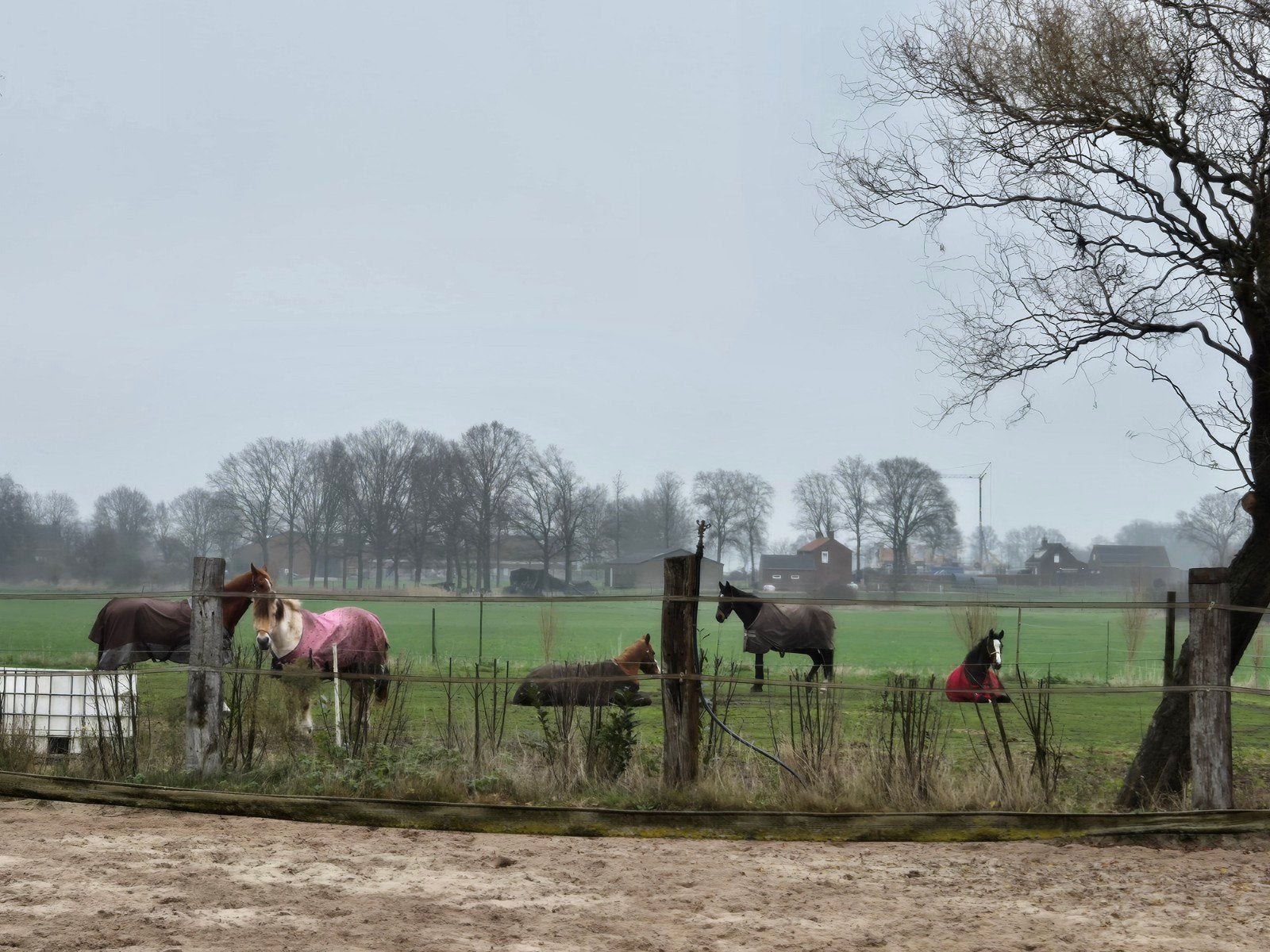 Stal met weidegang, Dieren en Toebehoren, Stalling en Weidegang, Weidegang