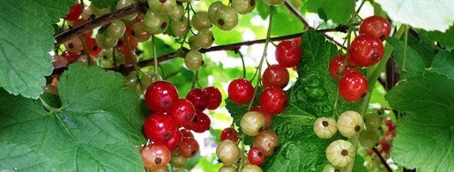 Inheems: Biologische aalbes / rode bes stekken., Ophalen, Overige soorten, Struik, Minder dan 100 cm