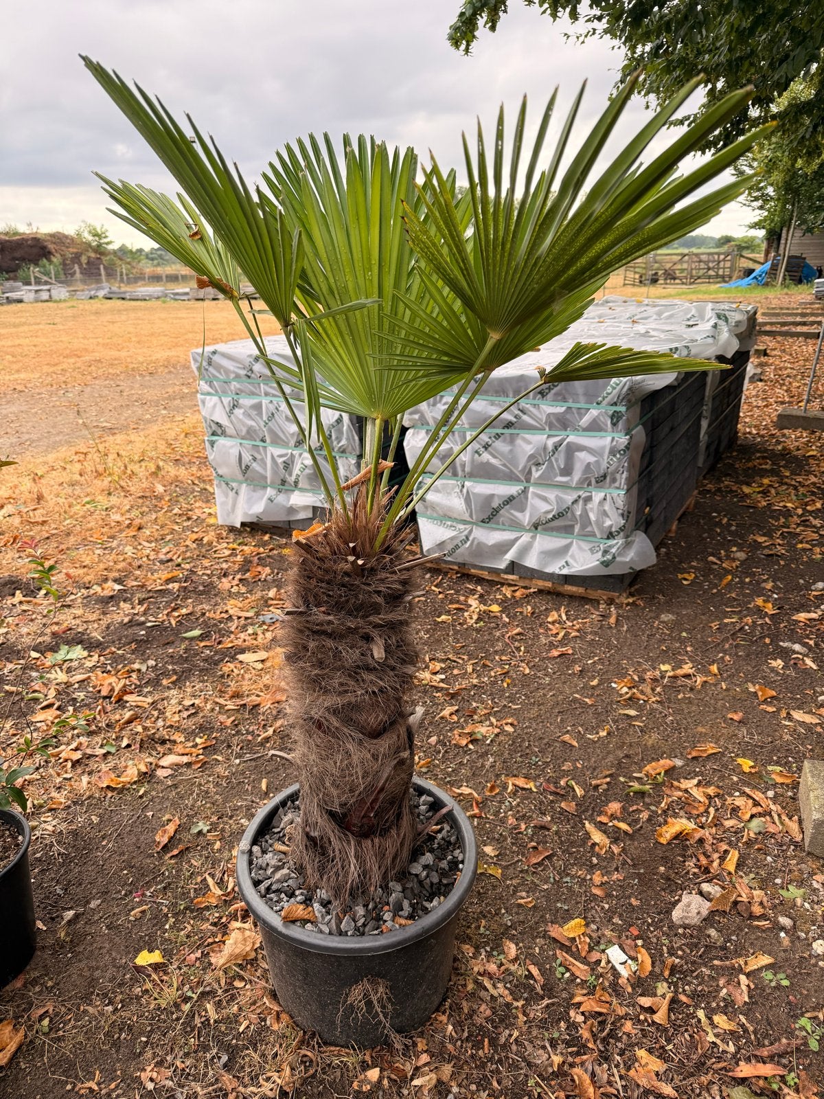 Chinese Waaierpalm (Trachycarpus fortunei) 140 cm hoog, Volle zon, Vaste plant, Bloeit niet, Ophalen