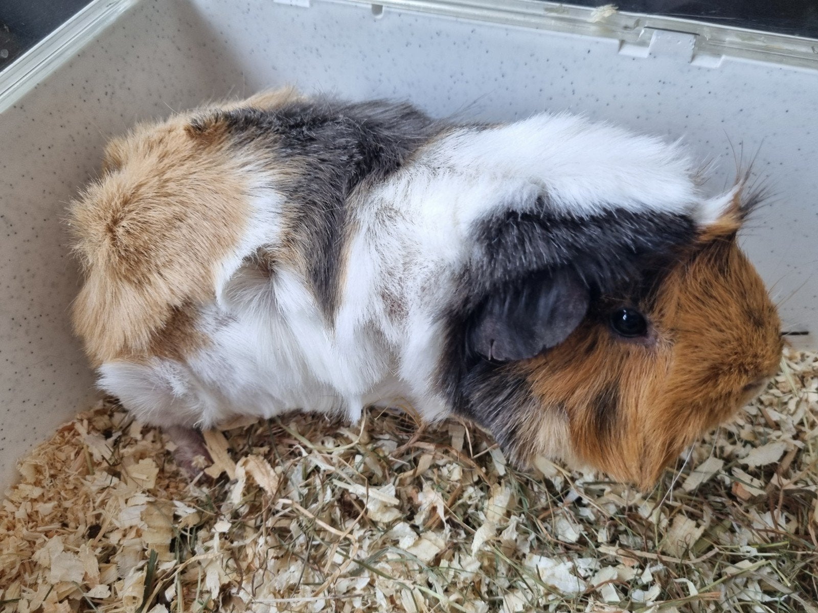 2 lieve caviabeertjes, Mannelijk, Tam, Maart, Cavia