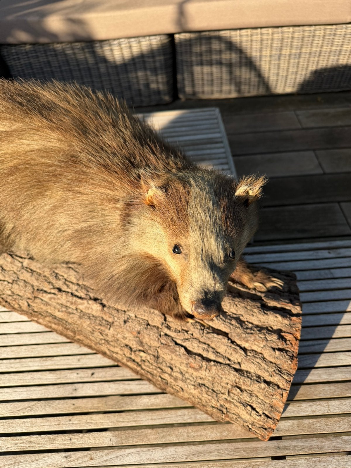 Opgezette das | Uitmuttende staat | Hoogwaardige kwaliteit, Verzamelen, Dierenverzamelingen, Ophalen of Verzenden, Zo goed als nieuw