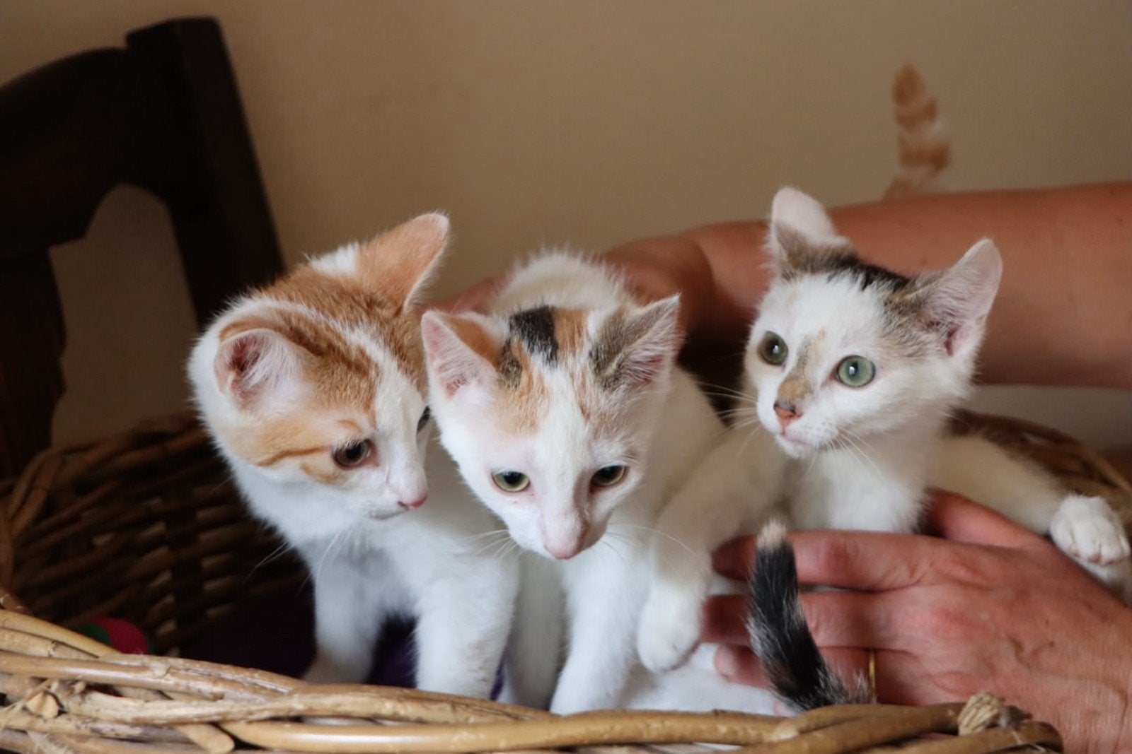 Kittens 2 poesjes en 1 rood witte kater., Dieren en Toebehoren, Katten en Kittens | Overige Katten, Meerdere dieren, 0 tot 2 jaar