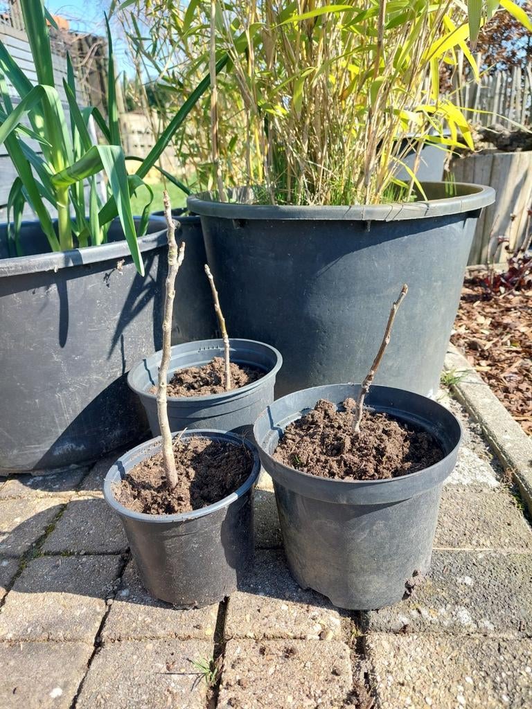 Walnoten boom stekken - 3 stuks beschikbaar, Overige soorten, Lente, Minder dan 100 cm, Ophalen
