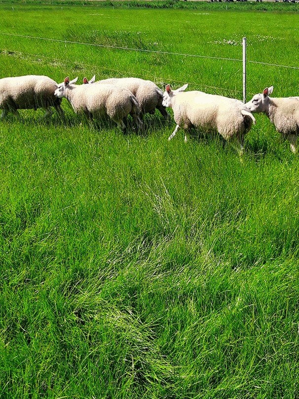 Te koop Texelaars Dekrammen, Dieren en Toebehoren, Schapen, Geiten en Varkens, Mannelijk, Schaap