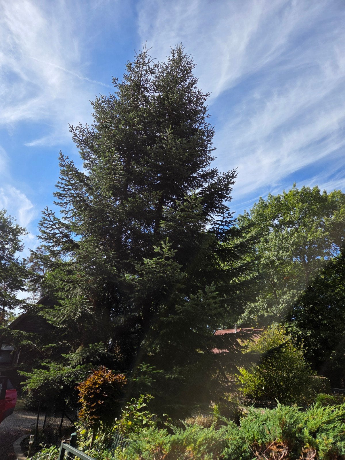 Gratis Hout!! 2 naaldbomen. Zelf kappen!, Tuin en Terras, 6 m³ of meer, Ophalen
