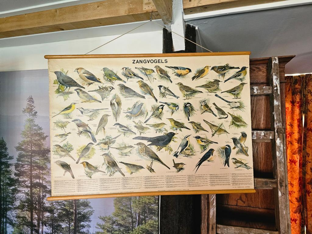 Vintage Vogelplaten IJsseling-Slijper - Tieme & Cie Zutphen, Ophalen of Verzenden, Natuur en Biologie